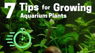 7 Tips for Growing Freshwater Plants in an Aquarium [upl. by Nomelihp212]