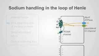 Loop Diuretics Mechanism amp Clinical Use [upl. by Underwood]