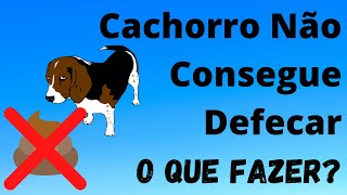 Cachorro não Consegue Defecar 5 Formas Naturais para Ajudar [upl. by Isabel174]