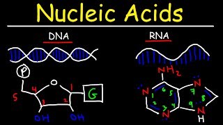 Nucleic Acids  RNA and DNA Structure  Biochemistry [upl. by Huey]