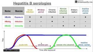 Hepatitis B serologies [upl. by Eintroc]