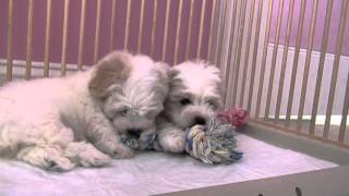 Just Incredible Cotons Coton de Tulear Pups 8 weeks [upl. by Ohs687]