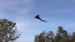 Flying Peacock Compilation [upl. by Pudendas]