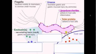 Helicobacter pylori Virulence Factors [upl. by Pasol]