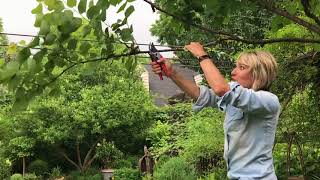 Redbud Tree Pruning [upl. by Chandos]