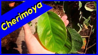 El Bumpo Cherimoya Foliar Feeding BEFORE amp AFTER [upl. by Lunn537]