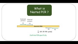 Nested PCR [upl. by Fletch]