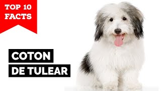 Coton de Tulear  Top 10 Facts [upl. by Sumer]