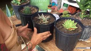 How to propagate agave plants [upl. by Teuton]