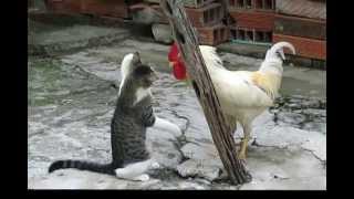 Pelea Gato vs Gallo [upl. by Ninehc528]