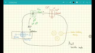 Mechanism of Action Sulfonylureas [upl. by Anh]