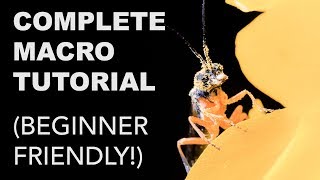 Complete Macro Photography Tutorial for Beginners [upl. by Duffie]