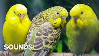 Budgies singing in Pet Store  Parakeet Sounds  1 Hour [upl. by Jasper126]