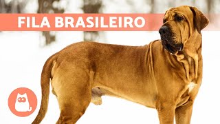 FILA BRASILEIRO Dog Breed 🔥 Characteristics Care and MORE [upl. by Llenrad330]