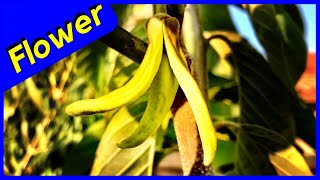 Cherimoya Tree Pollination Tips [upl. by Elli]