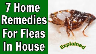 7 Home Remedies For Fleas in The House [upl. by Ettari]