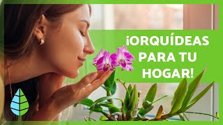 10 TIPOS de ORQUÍDEAS 🌸 Nombres y Características [upl. by Schell]