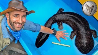 BIGGEST Salamander in Japan [upl. by Whit]