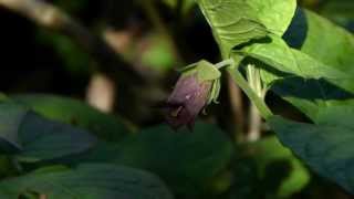 Deadly nightshade Atropa belladonna 1to1 [upl. by Nanyk]