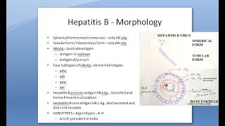 Microbiology 550 c Hepatitis B HBV Dane PArticle HBsAg HBeAg HBcAg Antigen surface core antibodies [upl. by Adnohsat527]