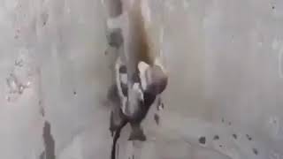 Mother saves baby monkey from drowning [upl. by Gettings]