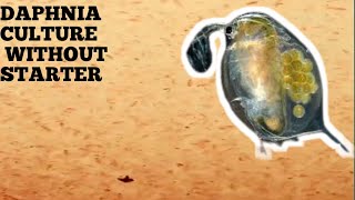 HOW TO CULTURE DAPHNIA NATURALLY WITHOUT A STARTER [upl. by Arze]