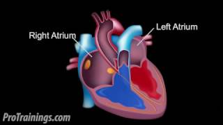 The Cardiac Conduction System [upl. by Boycie]