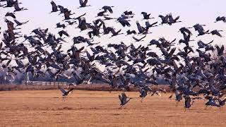 See the Worlds Largest Gathering of Sandhill Cranes  Spring Migration in Central Nebraska [upl. by Chery]