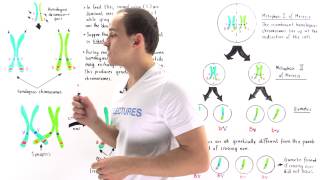 Linked Genes Crossing Over and Genetic Recombination [upl. by Carin]