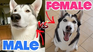 Male vs Female Siberian Huskies  WHATS THE DIFFERENCE [upl. by Rebor]