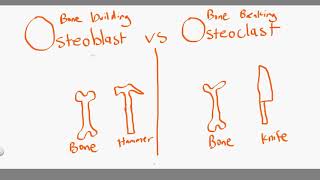 osteoblast vs osteoclast [upl. by Greene]