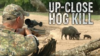 Big Bore 50 Caliber Air Rifle Hunt for Wild Boar [upl. by Llenrahs]