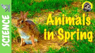 SPRING for KIDS  Animals in Spring [upl. by Nielsen]