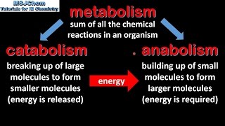 B1 Introduction to biochemistry SL [upl. by Wiebmer]