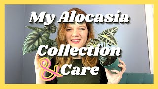 My Alocasia Collection amp Care HowTo  6 Varieties  Soiled Plant [upl. by God]