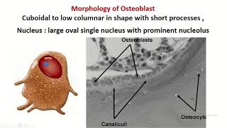 Osteoblast bone forming cell [upl. by Lenej]