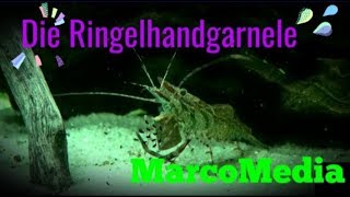 Die Ringelhandgarnele Macrobrachium assamense [upl. by Aelanna854]