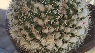 Mammillaria Cactus in Bloom [upl. by Silverman555]