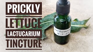 How to make prickly lettuce tincture [upl. by Mettah]