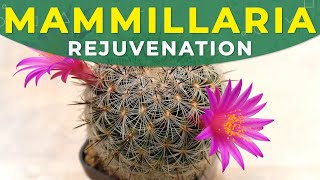 MAMMILLARIA CACTUS REJUVENATION  CARE FOR THE PLANT [upl. by Suzan]