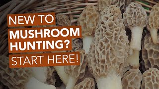 New To Mushroom Hunting Start Here [upl. by Bromley]