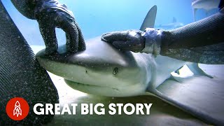 How One Diver Became the “Mother of Sharks” [upl. by Aislehc]