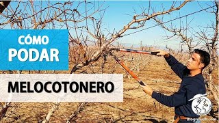 Cómo PODAR un melocotonero nectarino y paraguayo [upl. by Arta]