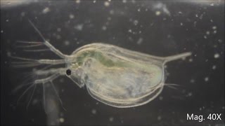 Daphnia magna under the Microscope [upl. by Eilra]