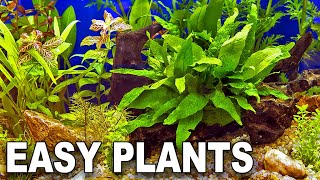 My Top 10 Easy Beginner Aquarium Plants [upl. by Boatwright]