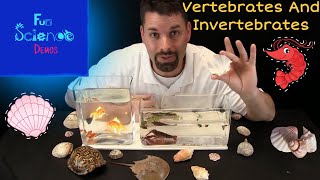 Vertebrates and Invertebrates [upl. by Joashus]