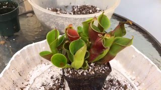 HELIAMOPHORA CARNIVOROUS PLANT CARE HOW TO REPOT A HELIAMPHORA [upl. by Sitoiyanap930]