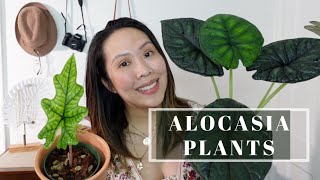 ALOCASIA PLANTS UPDATE alocasia jacklyn cuprea amp dragon scale [upl. by Eetak]