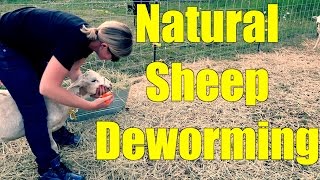 Deworming Sheep the Natural Way [upl. by Navoj]