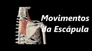 Movimentos da Escápula em 3D [upl. by Nace760]